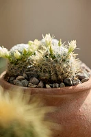 Assorted Cactus Collection, 4 Plants