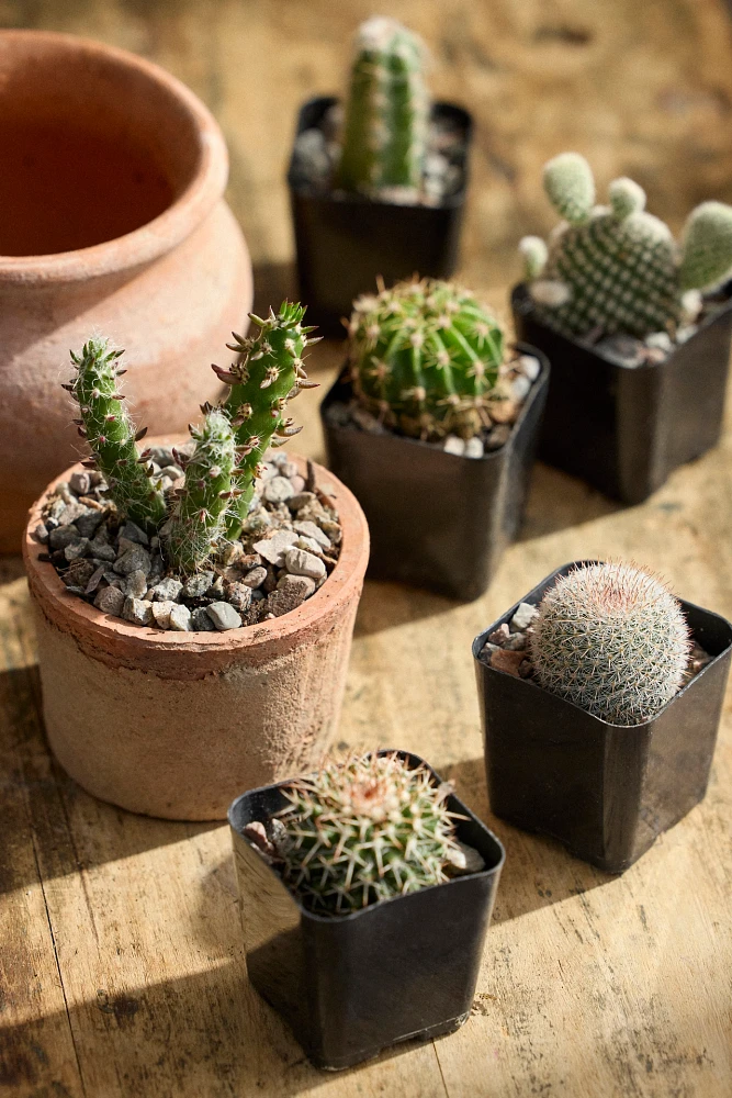 Assorted Mini Cactus Collection, 6 Plants