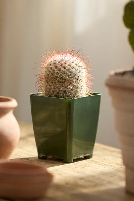 Mammillaria Bombycina Cactus Plant