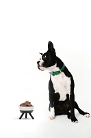 Pets So Good Oreo Pet Standing Bowl