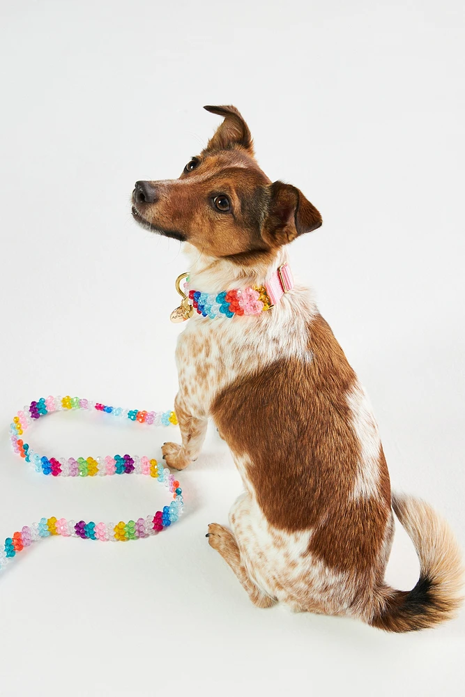 Susan Alexandra Beaded Walk Leash & Collar Bundle