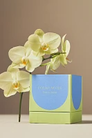 Found Notes Floral Yuzu & Neroli Candle