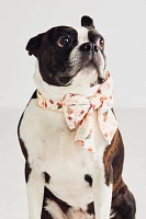 Rifle Paper Co. x The Foggy Dog Lady Bow Collar