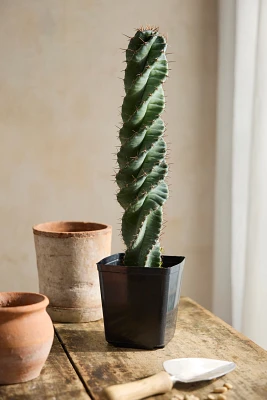 Cereus forbesii Spiralis Cactus Plant