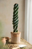 Cereus forbesii Spiralis Cactus Plant