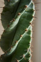 Cereus forbesii Spiralis Cactus Plant