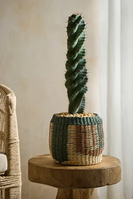 Spiral Cactus, Basket Planter