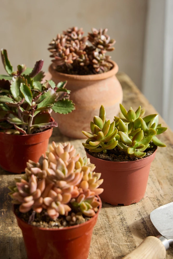 Assorted Red, Yellow + Orange Succulent Collection, 4 Plants