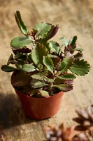 Assorted Red, Yellow + Orange Succulent Collection, 4 Plants