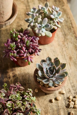 Assorted Pink + Purple Succulent Collection, 4 Plants