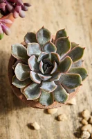 Assorted Pink + Purple Succulent Collection, 4 Plants