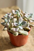 Assorted Pink + Purple Succulent Collection, 4 Plants