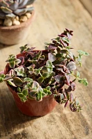 Assorted Pink + Purple Succulent Collection, 4 Plants