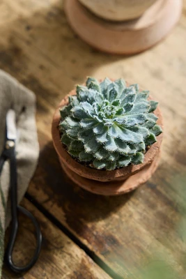 Echeveria setosa Plant