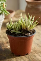 Variegated Zebra Plant