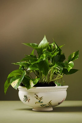 Gardenia Stoneware Pot