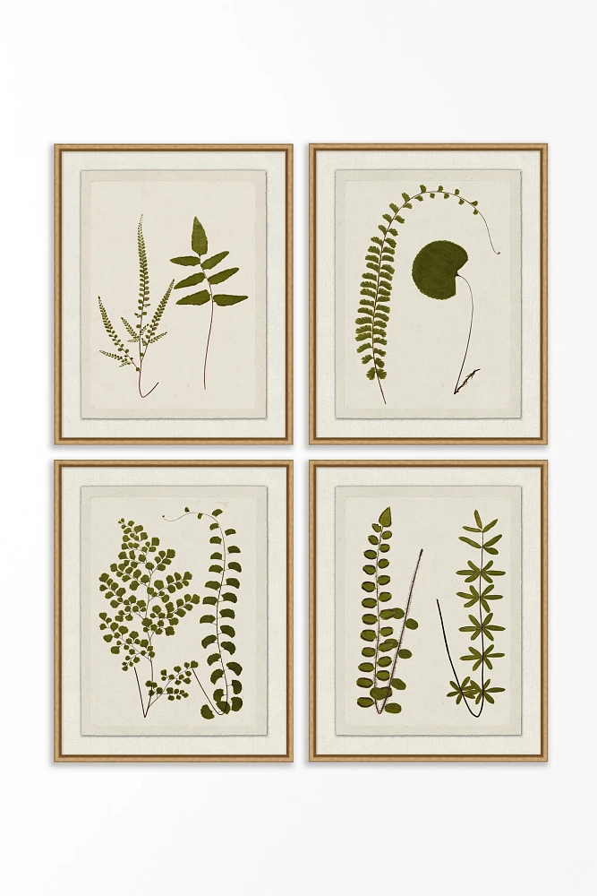 Plant Presses Gallery Wall Art