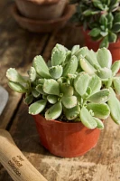 Assorted Fuzzy Succulent Collection, 4 Plants