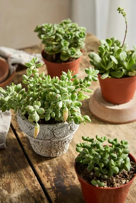 Assorted Crassula Collection, 4 Plants