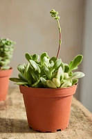 Assorted Crassula Collection, 4 Plants