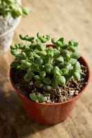 Assorted Crassula Collection, 4 Plants