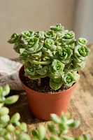 Assorted Crassula Collection, 4 Plants