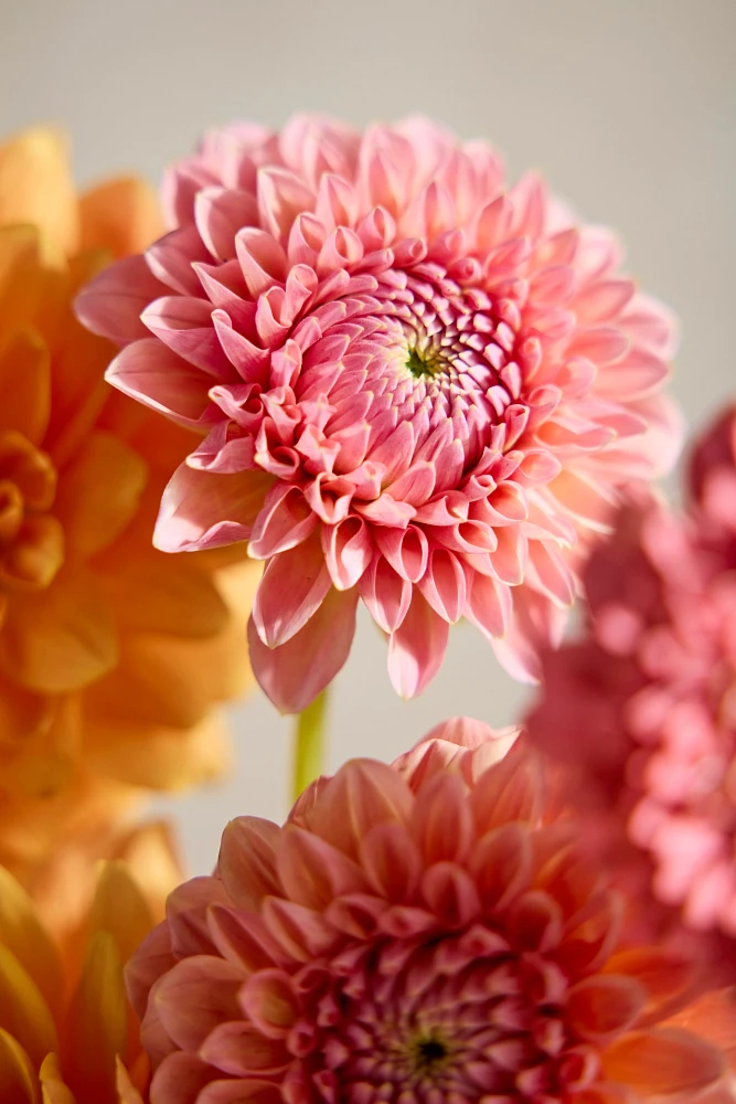 Fresh Assorted Dahlia and Gerrondo Bouquet