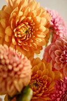 Fresh Assorted Dahlia and Gerrondo Bouquet