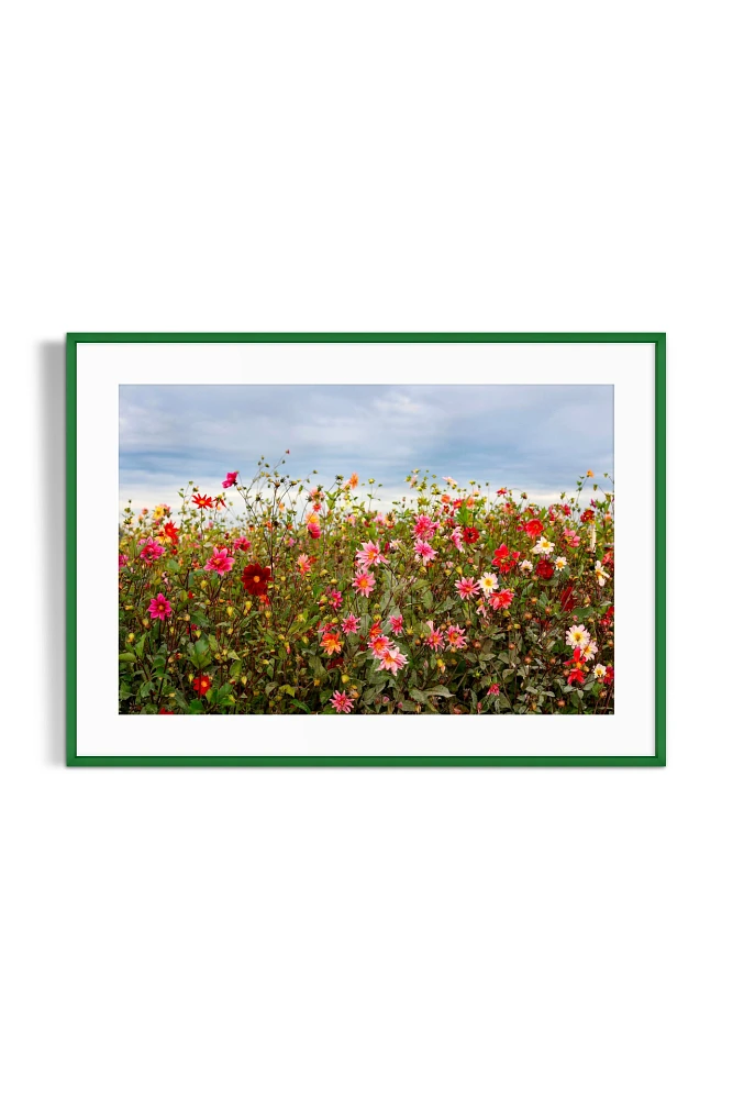 Dahlia Field Wall Art