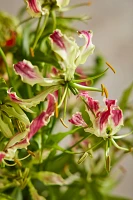 Fresh Gloriosa Lily Bouquet