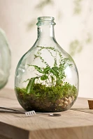 Bottle Garden Terrarium Kit