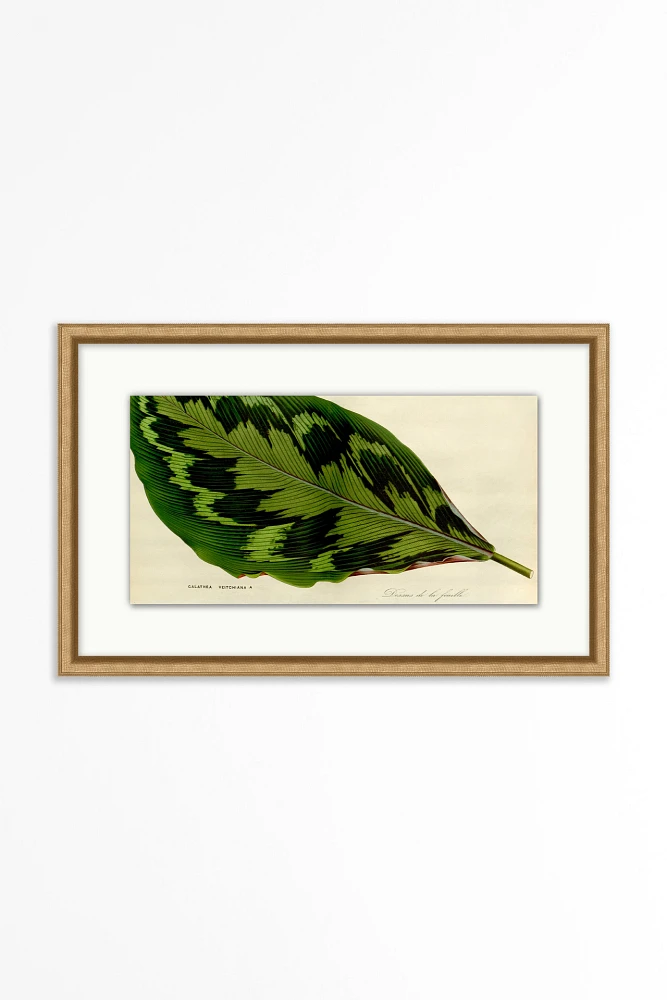 Green Leaf Study Wall Art