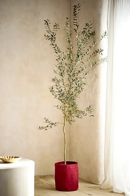 5' Arbequiña Olive Tree, Waxed Canvas Cover