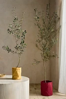 1 Gallon Arbequiña Olive Tree, Waxed Canvas Cover