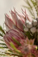 Fresh Protea Bouquet