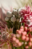 Fresh Protea Bouquet