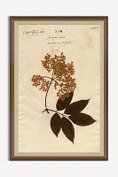 Herbarium Plant Wall Art