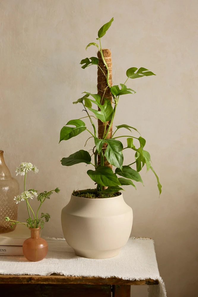 Monstera minima Plant, Vine Support + Ceramic Planter