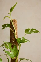 Monstera minima Plant, Vine Support + Ceramic Planter