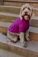 FP x Found My Animal Pippa Puffer Pet Jacket by Found My Animal at Free People, Raspberry, S