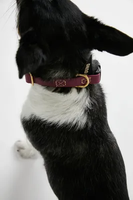 Found My Animal Water Resistant Dog Collar