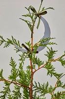 Crescent Moon Tree Topper