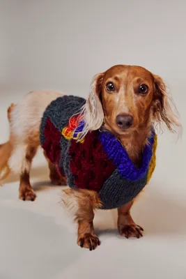 Ware of The Dog Patchwork Pet Sweater
