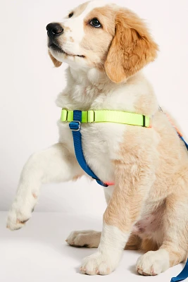 Neon Color Block Harness