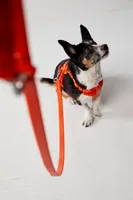 Wild One Standard Pet Leash