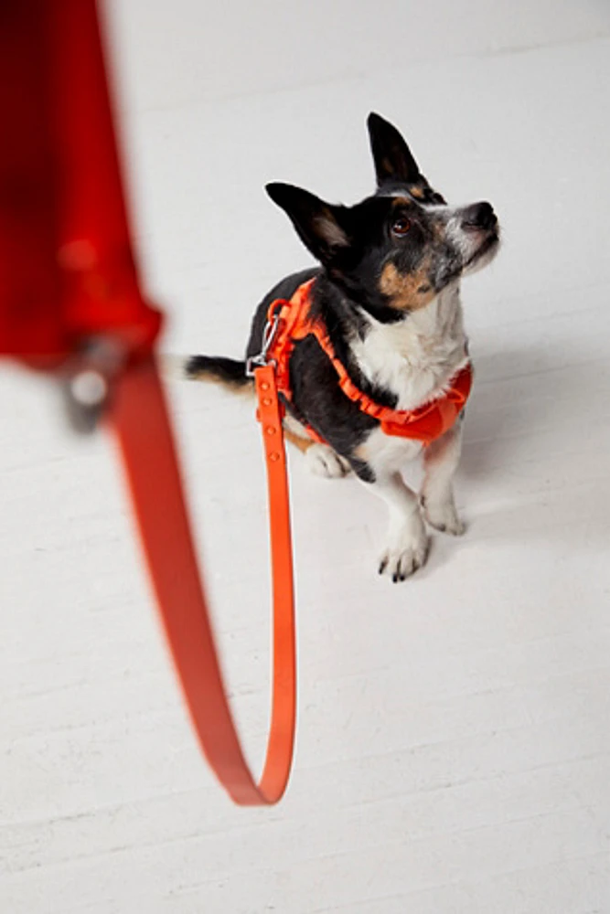 Wild One Standard Pet Leash