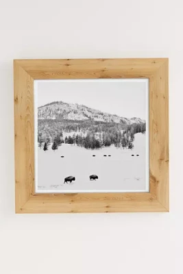 Michael O'Neal American Bison Art Print