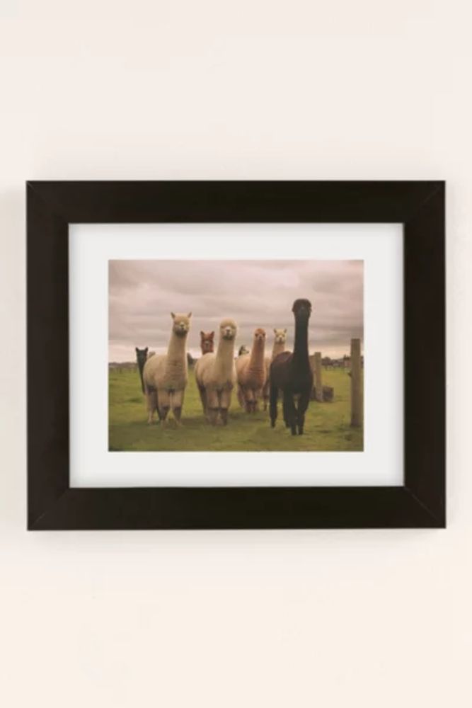 Alisha KP Alpacas At Tio Farm Art Print