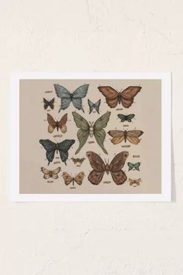 Jessica Roux Butterflies And Moth Specimens Art Print