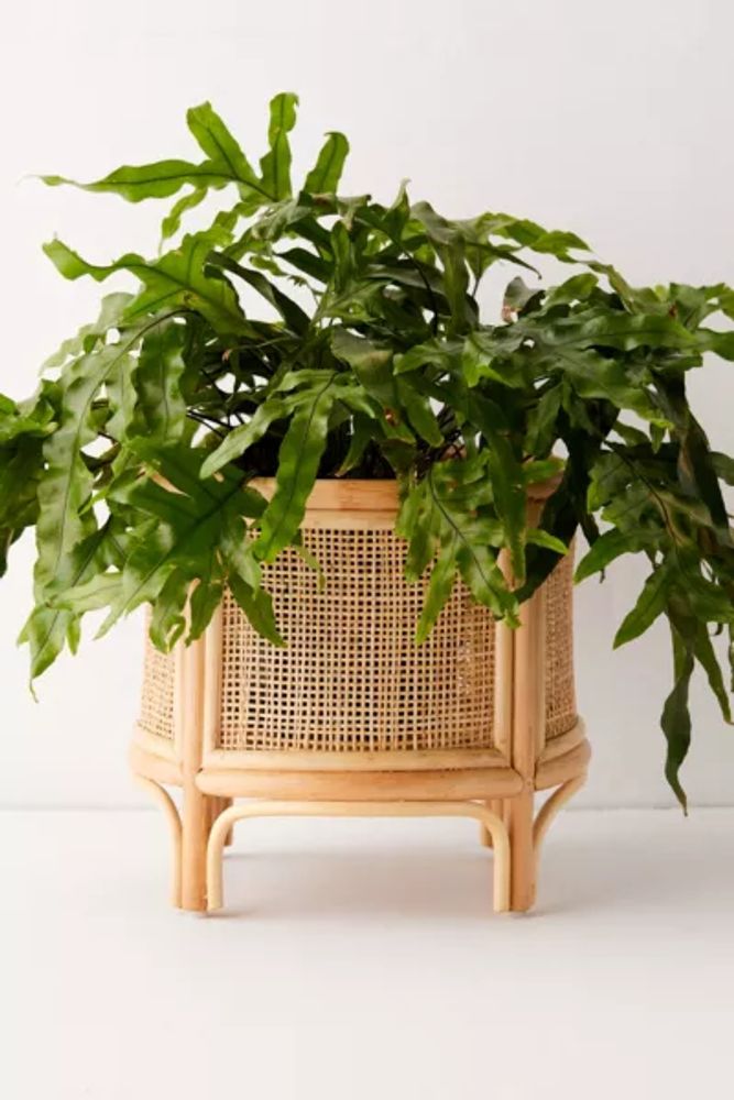 Rattan 12" Planter